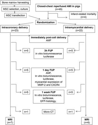 Matrix Metalloproteinase-2 Impairs Homing of Intracoronary Delivered Mesenchymal Stem Cells in a Porcine Reperfused Myocardial Infarction: Comparison With Intramyocardial Cell Delivery